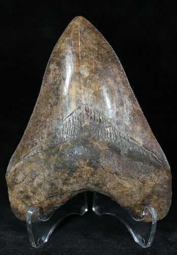 Coffee Colored, Megalodon Tooth - Georgia #21880